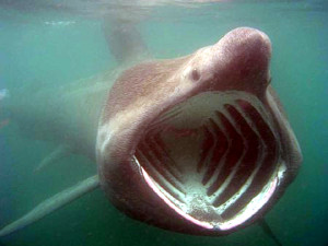 Basking Shark Photo: N. Clark