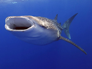 Whale shark. I don't know who took this, but it's all over the place on the web.