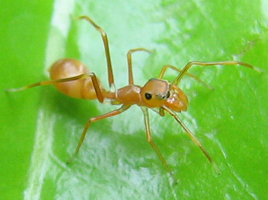 ant spider